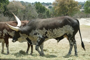 Black ankole watusi bull eating grass, another brown ankole watusi at the back. 