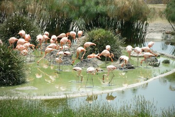 A flock of flamingos in a pond. Animals sunbathing. 