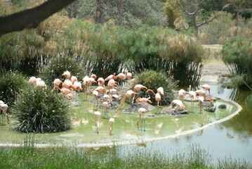A flock of flamingos in a pond. Animals sunbathing. 