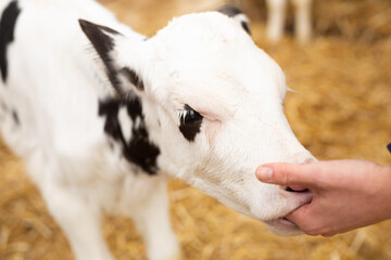 Doctor veterinarian checks teeth of calf on dairy farm