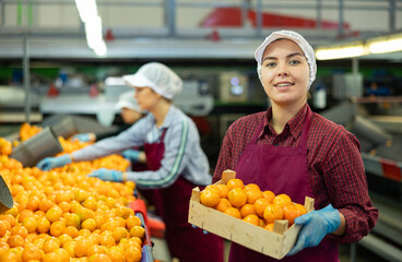 Diligent positive cheerful woman worker of fruit warehouse pack fresh ripe mandarins near a...