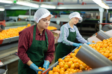 Portrait of young girl busy on factory for processing agricultural produce, sorting ripe orange...