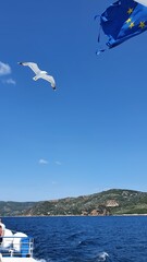 Mewa na tle błękitnego nieba. flaga Europy © PhonePhotoBlog