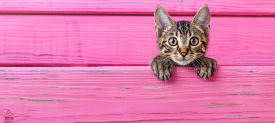 Curious tabby kitten peeking over white wooden background, playful feline on blurred backdrop