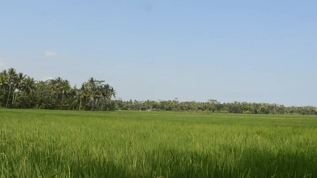 Panoramic landscape of Indonesian rice field terraces on a mountain ricefield terrace super wide ric
