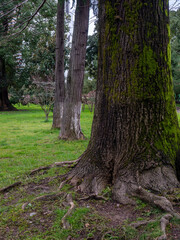 Thick trunk of a large tree. Bark in moss. A big tree.