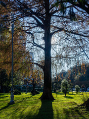 Photo of a large tree against the sun. Park in the sun. Tree trunk.