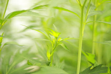 Bright green grass closeup. Sunny summer day. Blurred background, gentle and soft.
