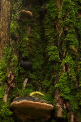 Closeup of a mushrooms, growing on a tree trunk, covered in moss.