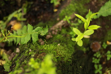 Grass, moss and mushrooms growing on a tree.