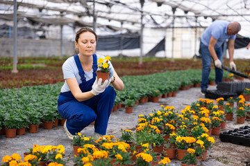 gardening female worker in blue overall inspects young marigolds plants after treatment with antifungal drugs. Care, supervision, fungicides - obrazy, fototapety, plakaty