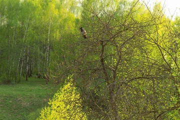 Papier Peint photo Bouleau Springtime landscape. A tree with buds in the foreground, a birch grove in the background. The bird sits on a branch.