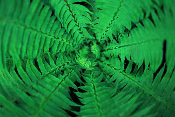 Close-up of a fern bush, top view.