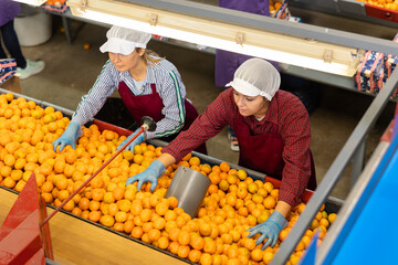 High angle view of two focused workwomen working on citrus sorting line in agricultural produce...