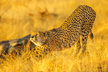 Elegant cheetah prepares to attack in the dry grass of savannah. Acinonyx jubatus, family of felids, Madikwe Game Reserve, South Africa.