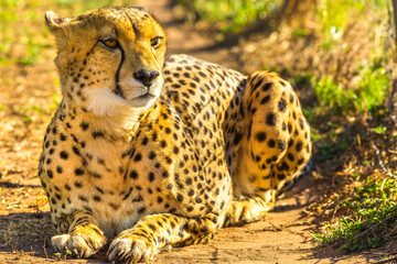 African cheetah sitting outdoors. Natural habitat of Savannah, South Africa.