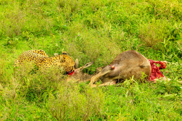 One adult male of cheetah eats a young Gnu or Wildebeest in green grass vegetation of Ndutu Area of...