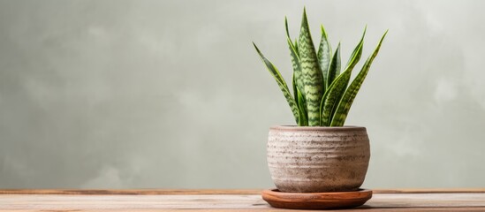 A houseplant in a flowerpot is displayed on a hardwood table. The terrestrial plant brings life and color to the room, creating a natural art piece - obrazy, fototapety, plakaty
