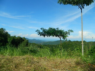 The original view of green grass and mountains with a natural sky background in Indonesia