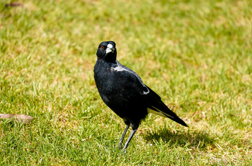 magpie on the grass