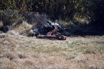 Elk Carcass Picked Clean