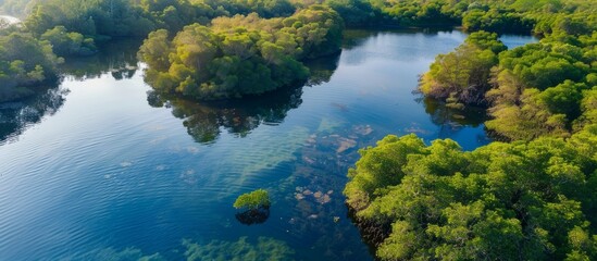 Gambia Mangroves, Senegal, Africa. aerial view drone tell a story of ecological richness and biodiversity in coastal protection, carbon storage, and providing habitats for countless species