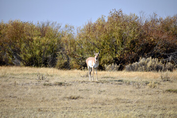 Pronghorn in North Colorado Field