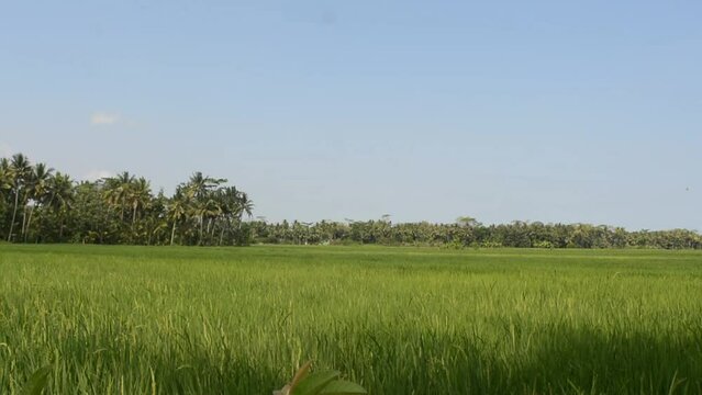 Panoramic landscape of Indonesian rice field terraces on a mountain ricefield terrace super wide ric
