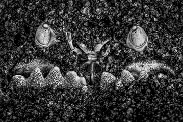 Crab hiding in the sand, Black and White. Dauin Philippines