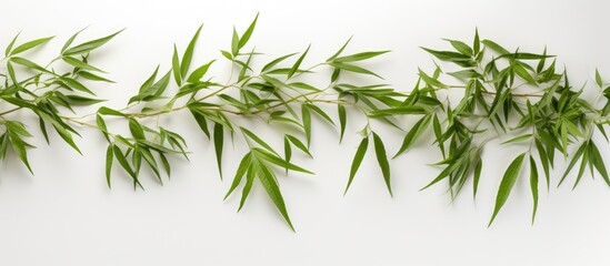 A row of green bamboo leaves, a type of terrestrial plant from the family of grasses, is set against a white background, creating a serene and natural scene