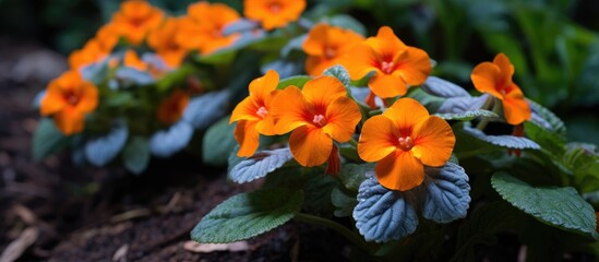 A beautiful arrangement of orange flowers with blue leaves is blooming in the soil, showcasing the vibrant colors of natures terrestrial plants