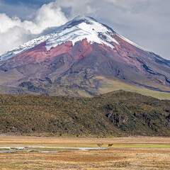 Cotopaxi Volcano, the highest active volcano in the world, reaching a height of 5,897 m (19,347 ft) and a couple of Andean Deers passing by on the high Andean grassland paramo plateau