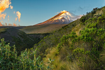 South face of the Cotopaxi volcano at sunset framed with high montane vegetation. A panoramic mountain view at 4000 meters asl of the Cotopaxi wild paramo ecosystem.