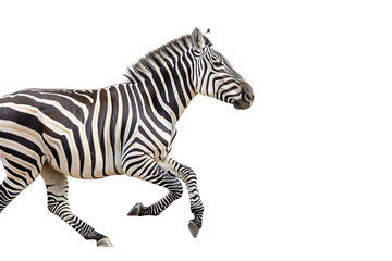 Fototapeta na wymiar Zebra Running Isolated on White
