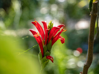 温室のベニサンゴバナ