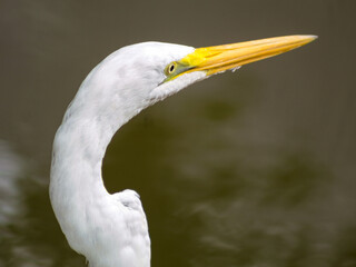 Naklejka premium The head of a Great White Egret, scientific name: Ardea alba, also called White Egret, can be found throughout Brazil, with blurred background