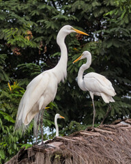 Two Great White Egret, scientific name: Ardea alba, also called White Egret, can be found throughout Brazil, with blurred background