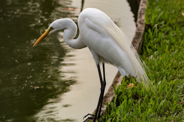 Great White Egret, scientific name: Ardea alba, also called White Egret, can be found throughout Brazil, with blurred background