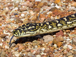 Diamondback Carpet Python in NSW Australia