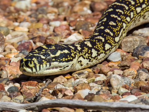 Diamondback Carpet Python in NSW Australia