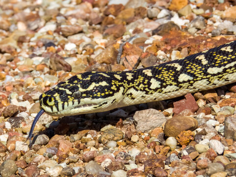 Diamondback Carpet Python in NSW Australia