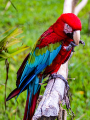 A scarlet macaw, with blurred background