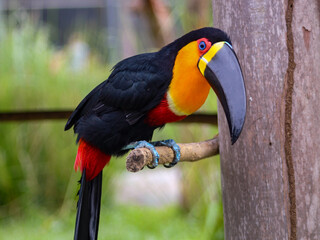 Toucan, a Brazilian bird, of the Ramphastidae family, lives in the tropical forests of Central and South America.