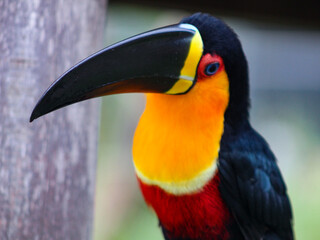 
The toucan, a bird that belongs to the Ramphastidae family, lives in the tropical forests of Central and South America.