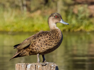 Chestnut Teal in NSW Australia