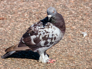 Feral Pigeon in NSW Australia