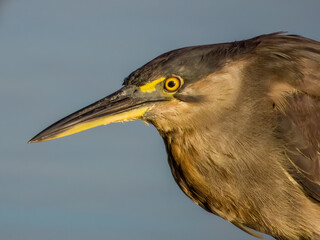 Striated Heron in NSW Australia