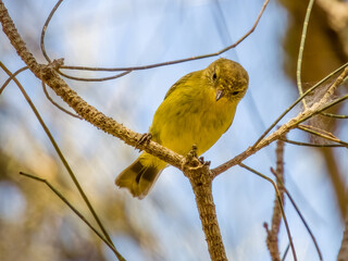 Yellow Thornbill in NSW Australia