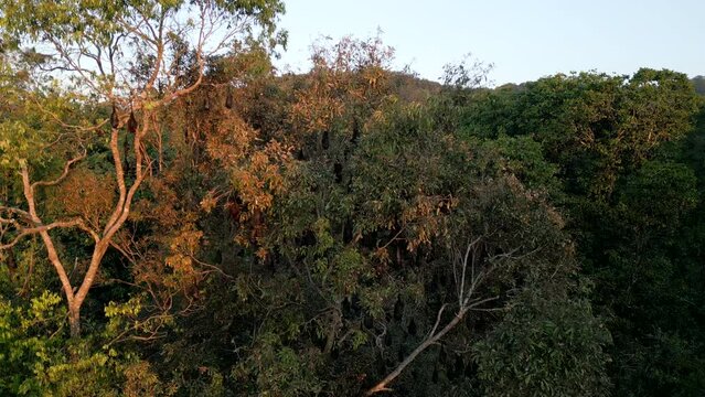 Pan across Flying Foxes in trees at sunset