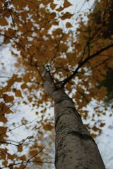 Obraz premium Tree in the autumn, orange leaves, moody photography